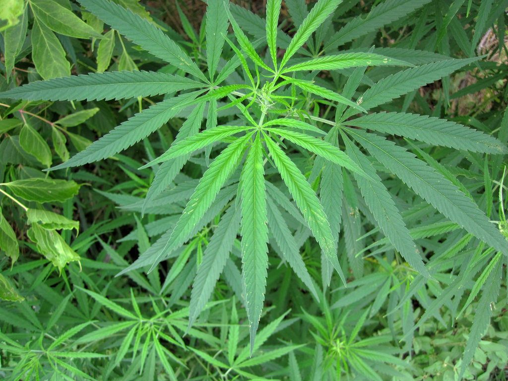Cannabis sativa. Fuente: Wikimedia