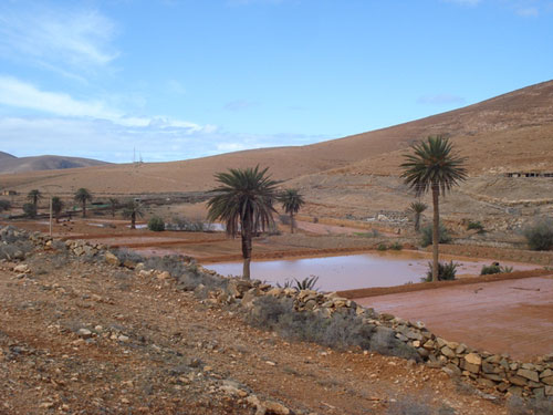 Ciencia Canaria - Las gavias, un tesoro en la tierra de ...