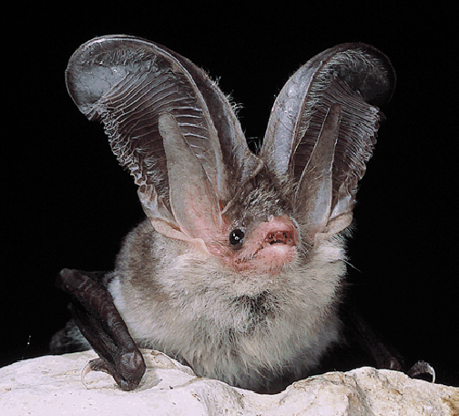 Murciélago orejudo canario (Plecotus teneriffae) - Fuente: Wikimedia