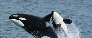 Imagen: Orcinus orca  (Fuente: Wikimedia)