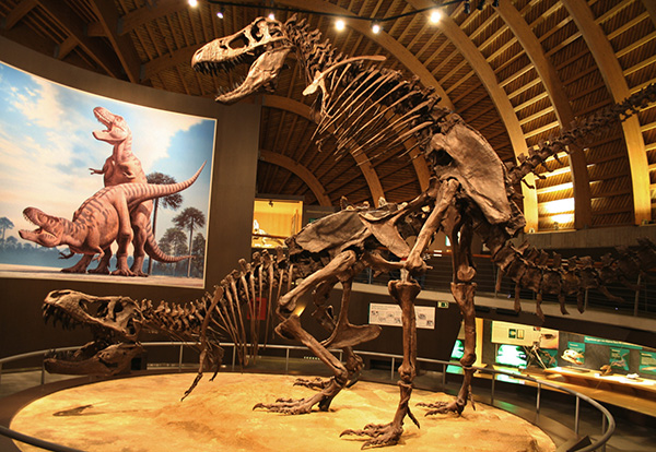 Ciencia Canaria - ¿Qué mató realmente a los dinosaurios? Ciencia Canaria - ¿Qué mató realmente a los dinosaurios?