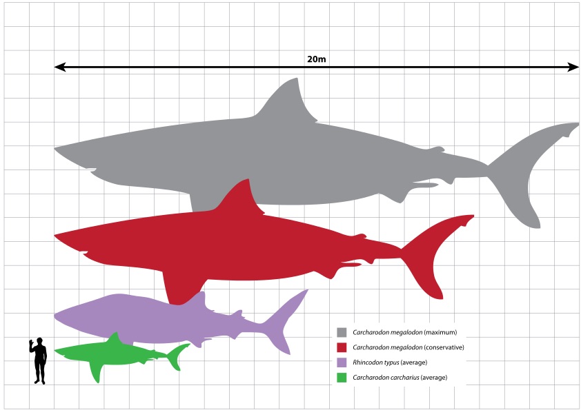 Resultado de imagen de megalodon esquema