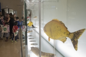 Día 22/12/2018. Museo de la Naturaleza y Arquelogía (MUNA). Tenerife._11