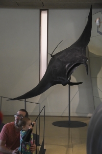 Día 22/12/2018. Museo de la Naturaleza y Arquelogía (MUNA). Tenerife._6