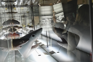Día 22/12/2018. Museo de la Naturaleza y Arquelogía (MUNA). Tenerife._8