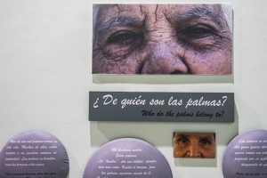 Guarapeo, cultura de la palma e innovación