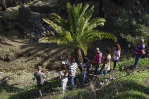 Guarapeo, cultura de la palma e innovación 18/11/2016_40