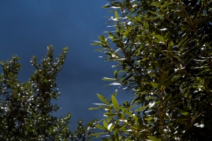 Itinerario-concuso Encuentra tus plantas canarias_14