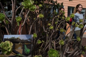 Itinerario-concuso Encuentra tus plantas canarias_9