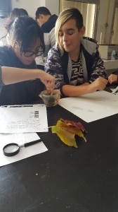 Practicas laboratorio centros Secundaria. Gran Canaria. 12-11-2019. (fotos cedidas por OEB)_9