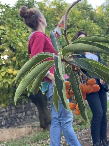 Ruta de la fruta y la verdura para mejorar tu salud. Gran Canaria. 3-11-2021_12