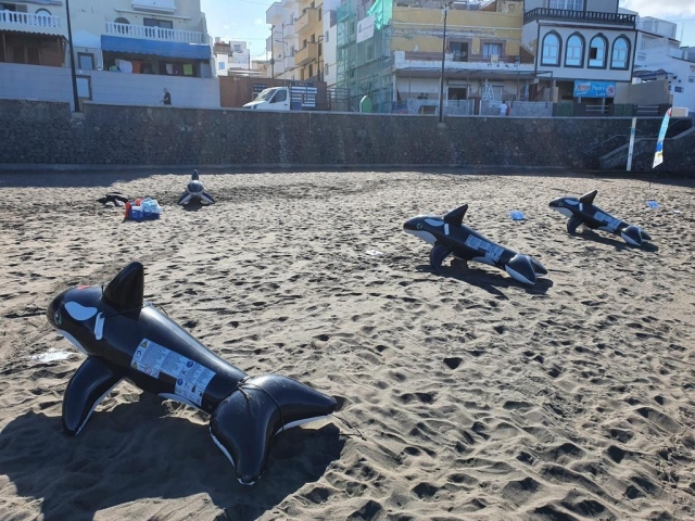 Taller de asistencia a cetáceos varados. Gran Canaria. 12-11-2021_6