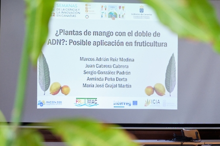 ¿Plantas de mango con el doble de ADN?: Posible aplicación en fruticultura. Tenerife. 14-11-22_3