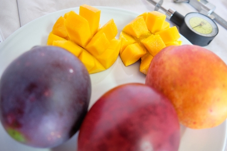 ¿Plantas de mango con el doble de ADN?: Posible aplicación en fruticultura. Tenerife. 14-11-22_4