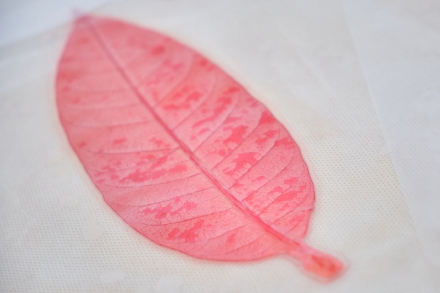 ¿Plantas de mango con el doble de ADN?: Posible aplicación en fruticultura. Tenerife. 14-11-22_10