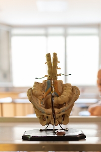 Anatomía: un apasionante viaje al cuerpo humano
